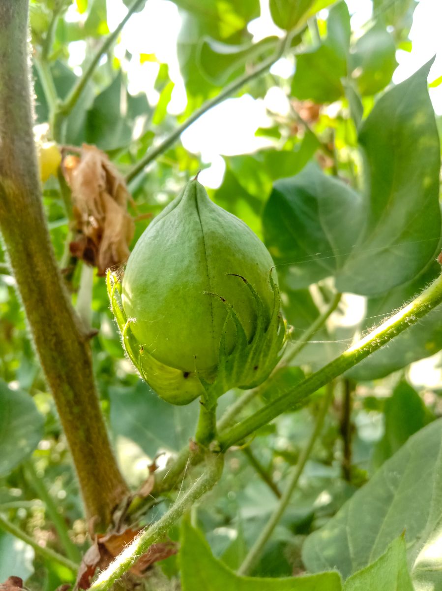 Green cotton boll via shutterstock
