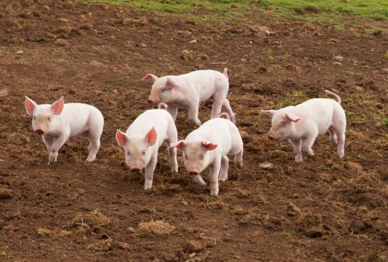 Piglets in a_ pasture